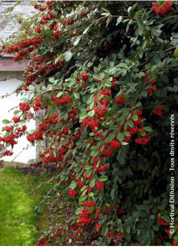 COTONEASTER lacteus