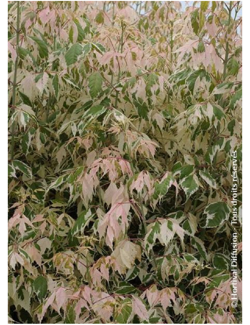 ACER negundo FLAMINGO ACER negundo FLAMINGO