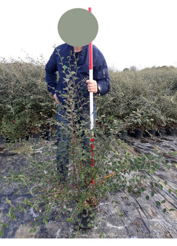 COTONEASTER lacteus En pot de 4-5 litres