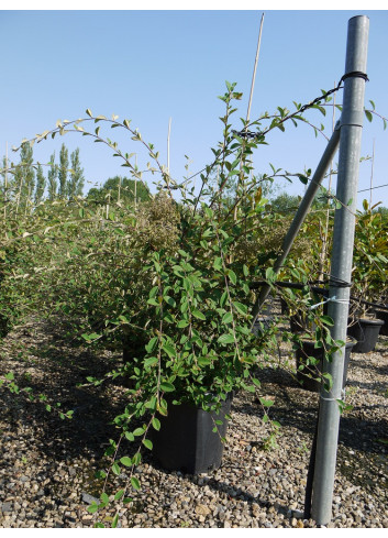 COTONEASTER lacteus En pot de 25-30 litres