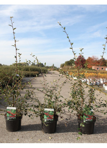 COTONEASTER lacteus En pot de 3-4 litres