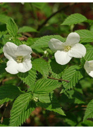 RHODOTYPOS scandens