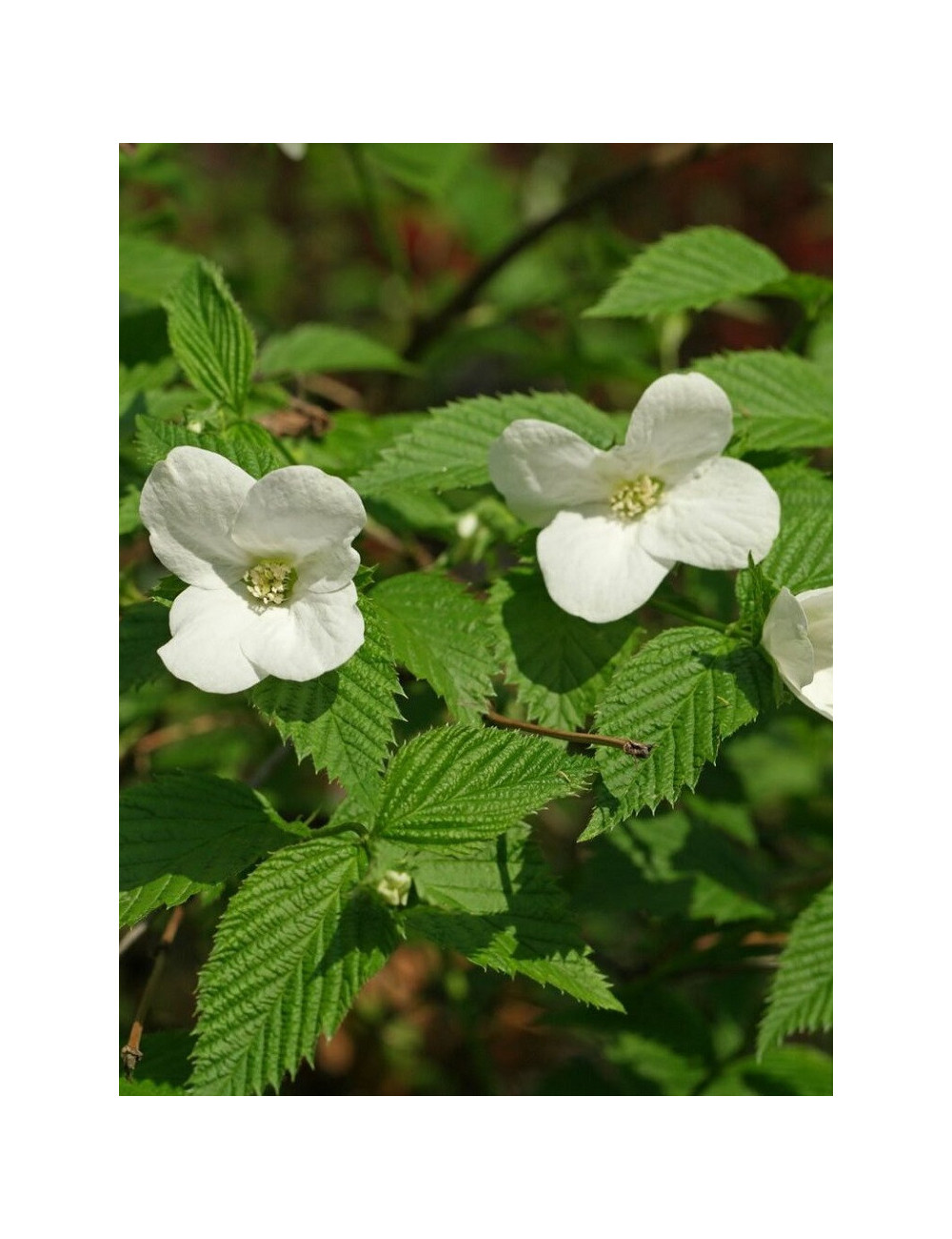 RHODOTYPOS scandens