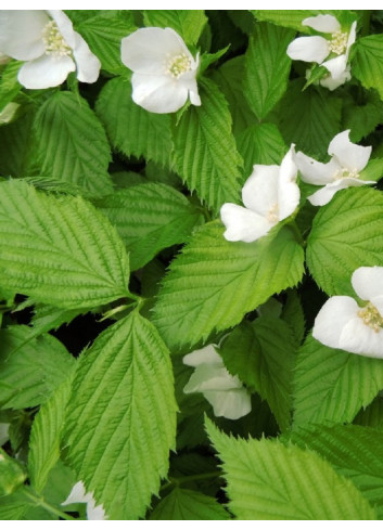 RHODOTYPOS scandens