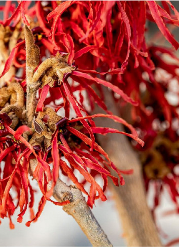 HAMAMELIS intermedia FEUERZAUBER