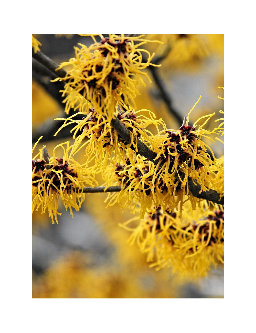 HAMAMELIS intermedia WESTERSTEDE