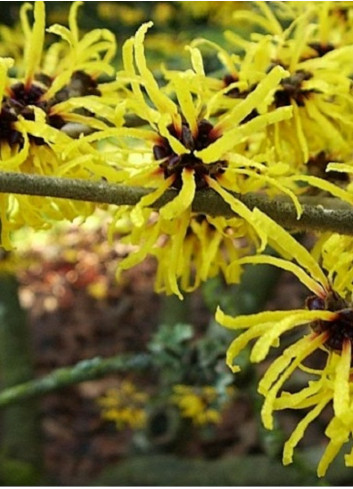 HAMAMELIS virginiana