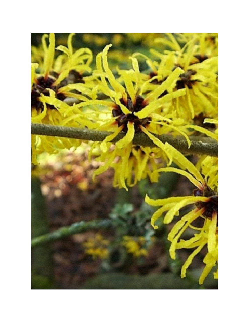 HAMAMELIS virginiana