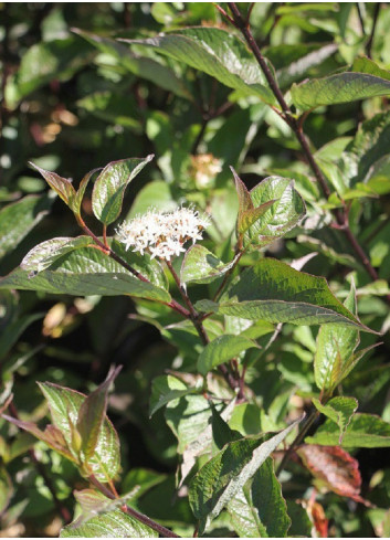 CORNUS alba KESSELRINGII