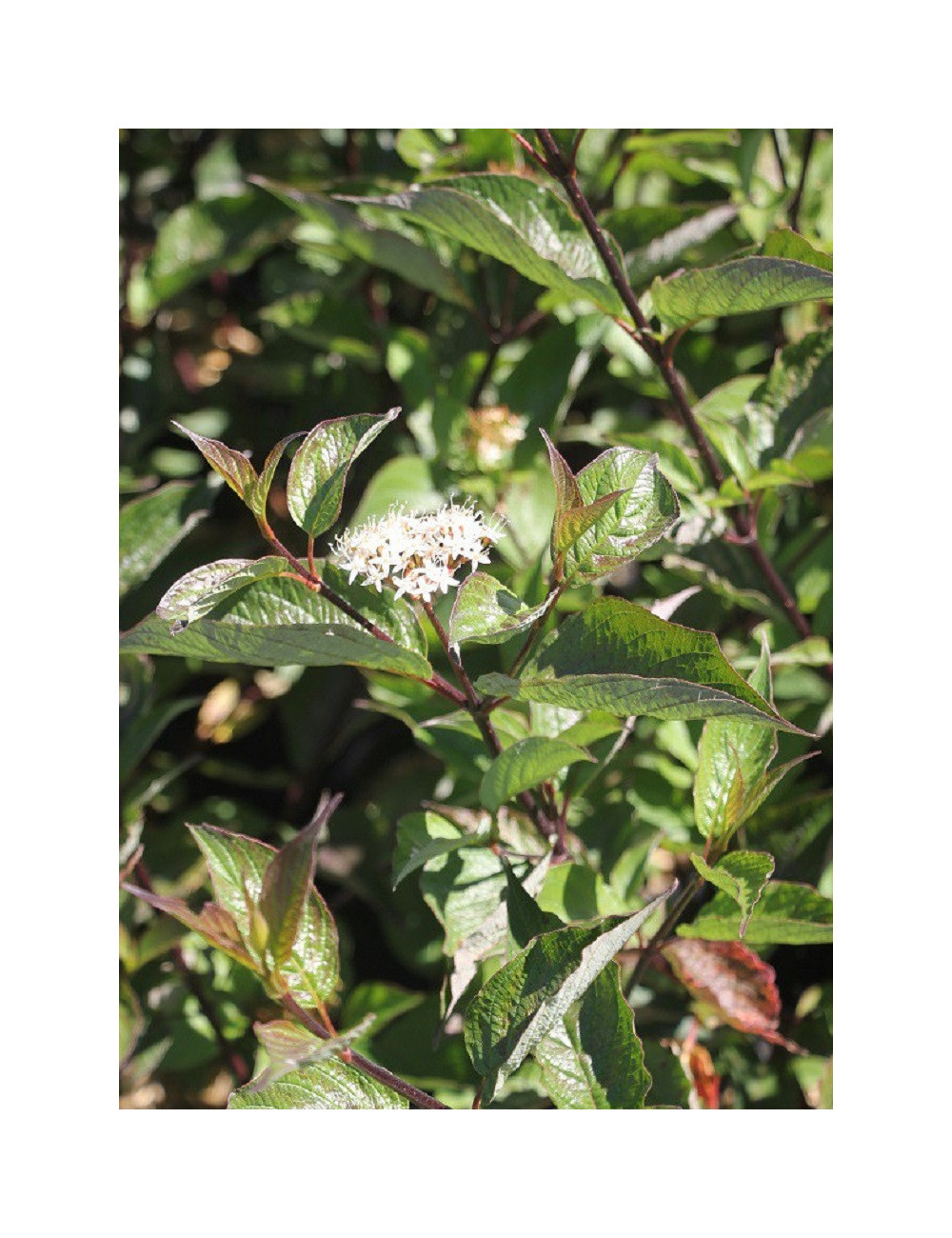 CORNUS alba KESSELRINGII