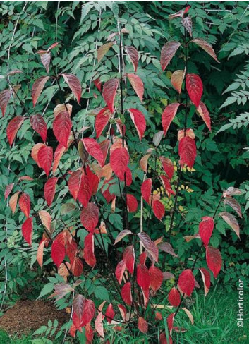 CORNUS alba KESSELRINGII