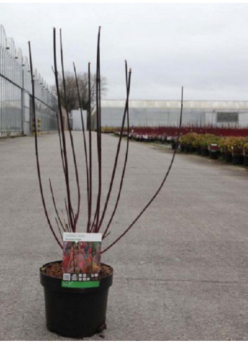 CORNUS alba KESSELRINGII En pot de 3-4 litres