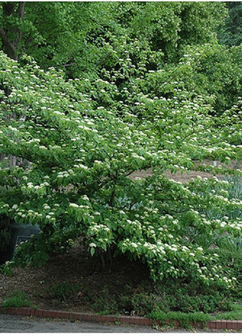 CORNUS alternifolia