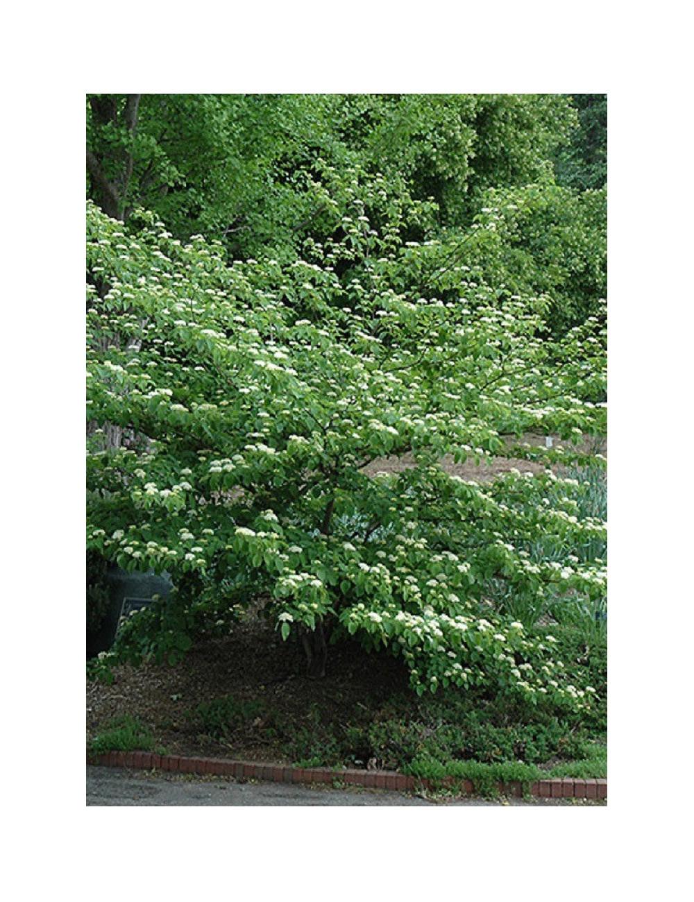 CORNUS alternifolia