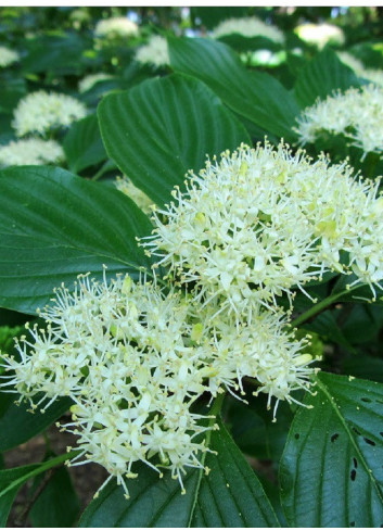 CORNUS alternifolia