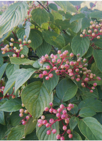 CORNUS alternifolia