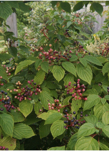 CORNUS alternifolia