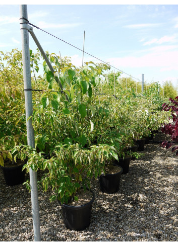 CORNUS alternifolia En pot de 25-30 litres