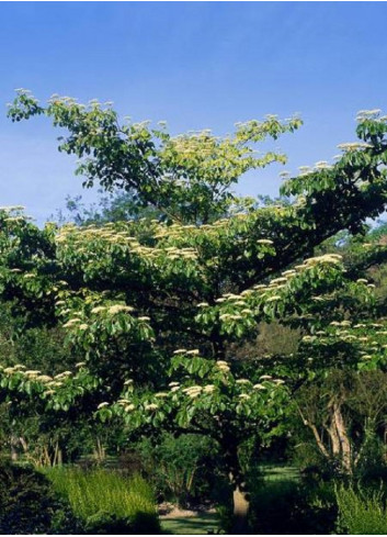 CORNUS controversa