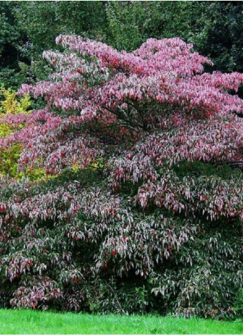 CORNUS controversa