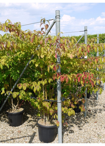 CORNUS controversa Enpot de 25-30 litres