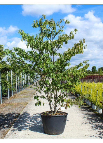 CORNUS controversa En pot de 110-130 litres