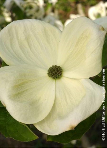 CORNUS EDDIE'S WHITE WONDER