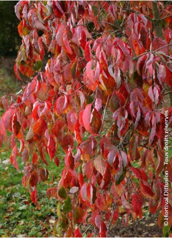 CORNUS EDDIE'S WHITE WONDER