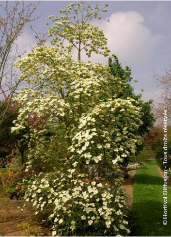 CORNUS EDDIE'S WHITE WONDER