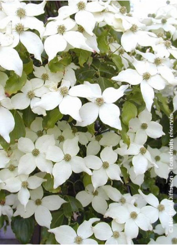 CORNUS kousa CHINENSIS