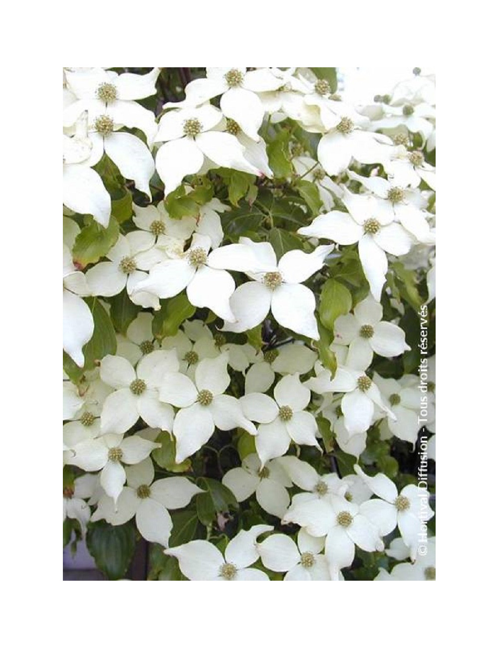 CORNUS kousa CHINENSIS