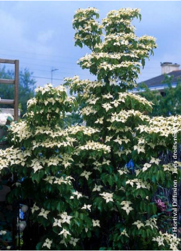 CORNUS kousa CHINENSIS