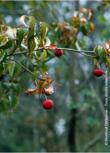 CORNUS kousa CHINENSIS