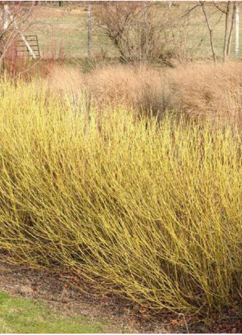 CORNUS sericea FLAVIRAMEA