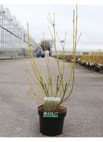 CORNUS sericea FLAVIRAMEA En pot de 3-4 litres