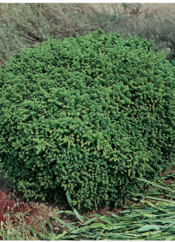 CRYPTOMERIA japonica VILMORINIANA