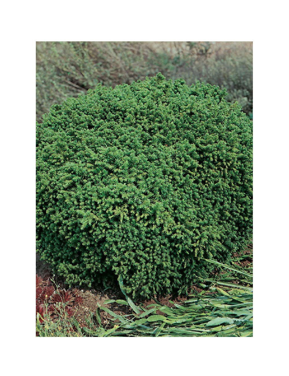 CRYPTOMERIA japonica VILMORINIANA