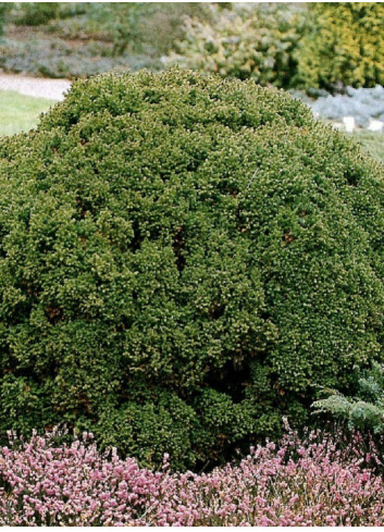 CRYPTOMERIA japonica VILMORINIANA