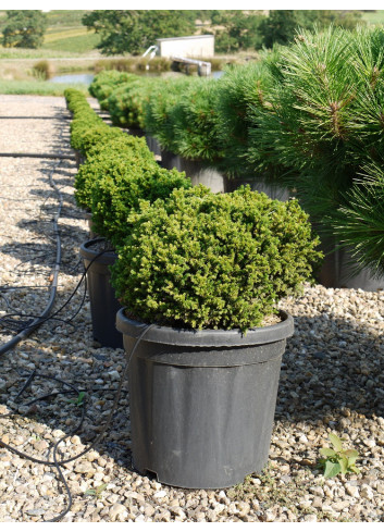 CRYPTOMERIA japonica VILMORINIANA En pot de 15-20 litres