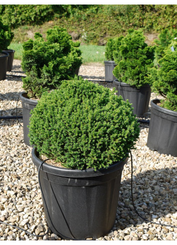 CRYPTOMERIA japonica VILMORINIANA En pot de 25-30 litres