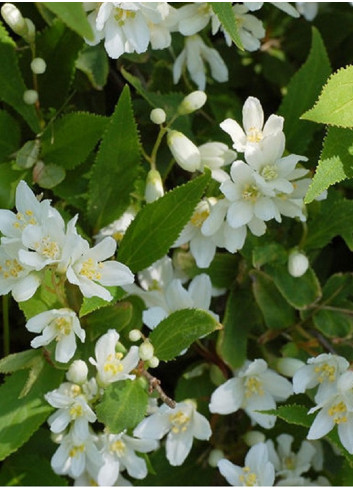 DEUTZIA gracilis