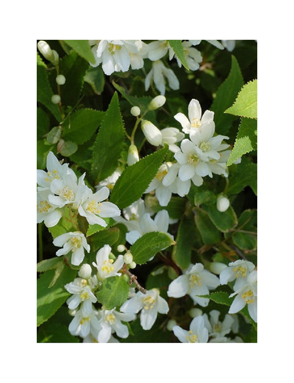 DEUTZIA gracilis