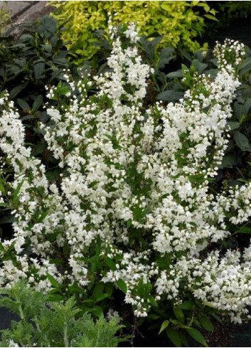 DEUTZIA gracilis