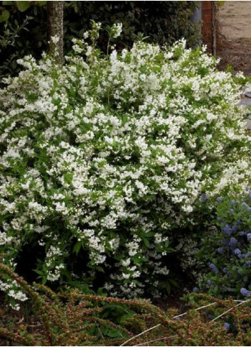 DEUTZIA gracilis