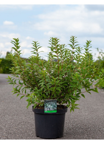 DEUTZIA gracilis En pot de 10-12 litres