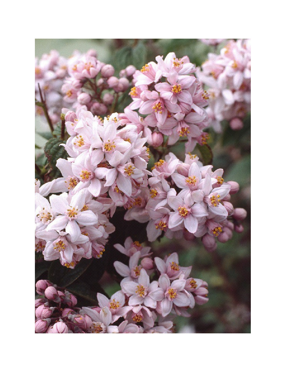 DEUTZIA hybrida MONT ROSE