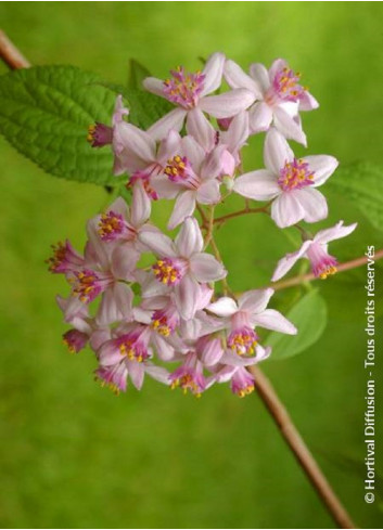 DEUTZIA hybrida MONT ROSE