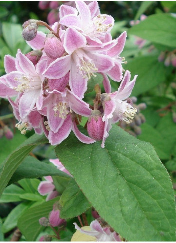 DEUTZIA hybrida PERLE ROSE