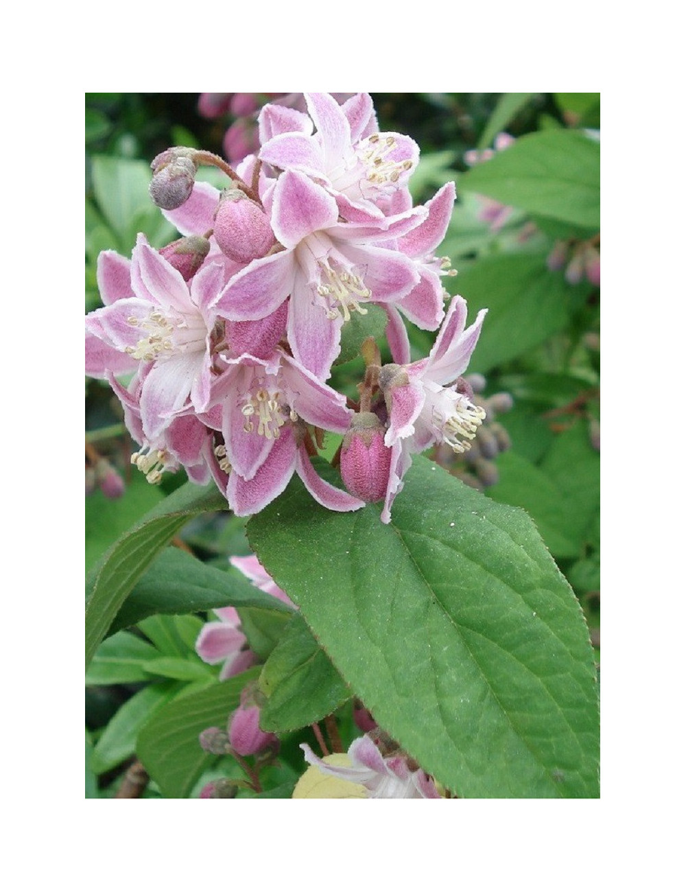 DEUTZIA hybrida PERLE ROSE