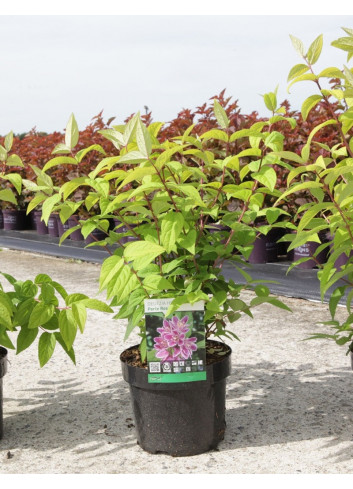 DEUTZIA hybrida PERLE ROSE En pot de 3-4 litres